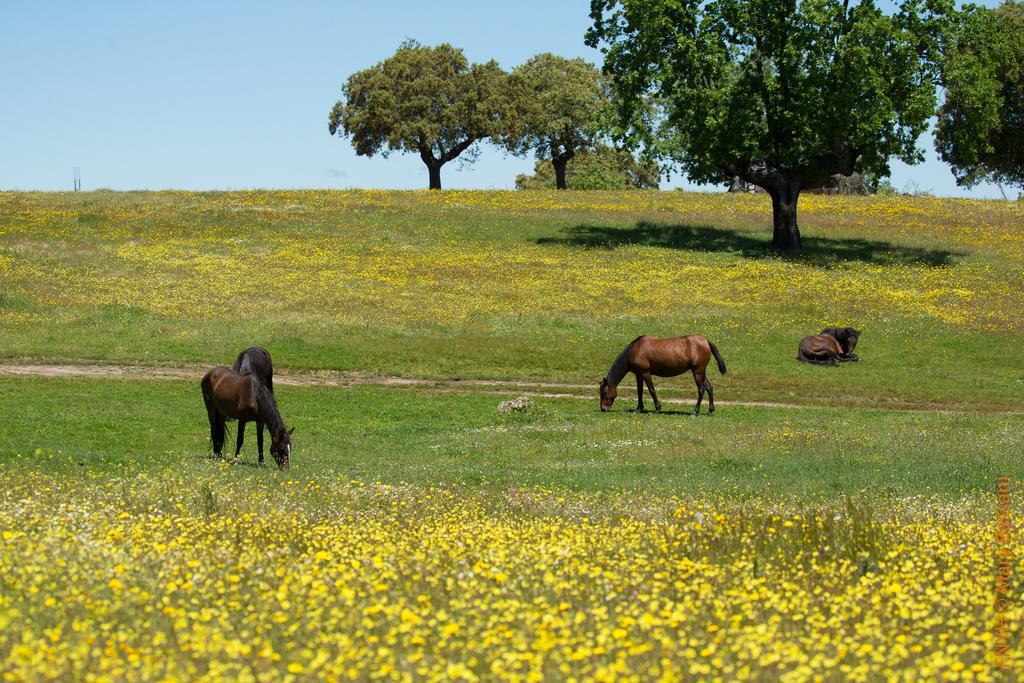 Eco-Lodge En La Reserva Privada Campanarios De Azaba - Proyecto De Conservacion Espeja 외부 사진
