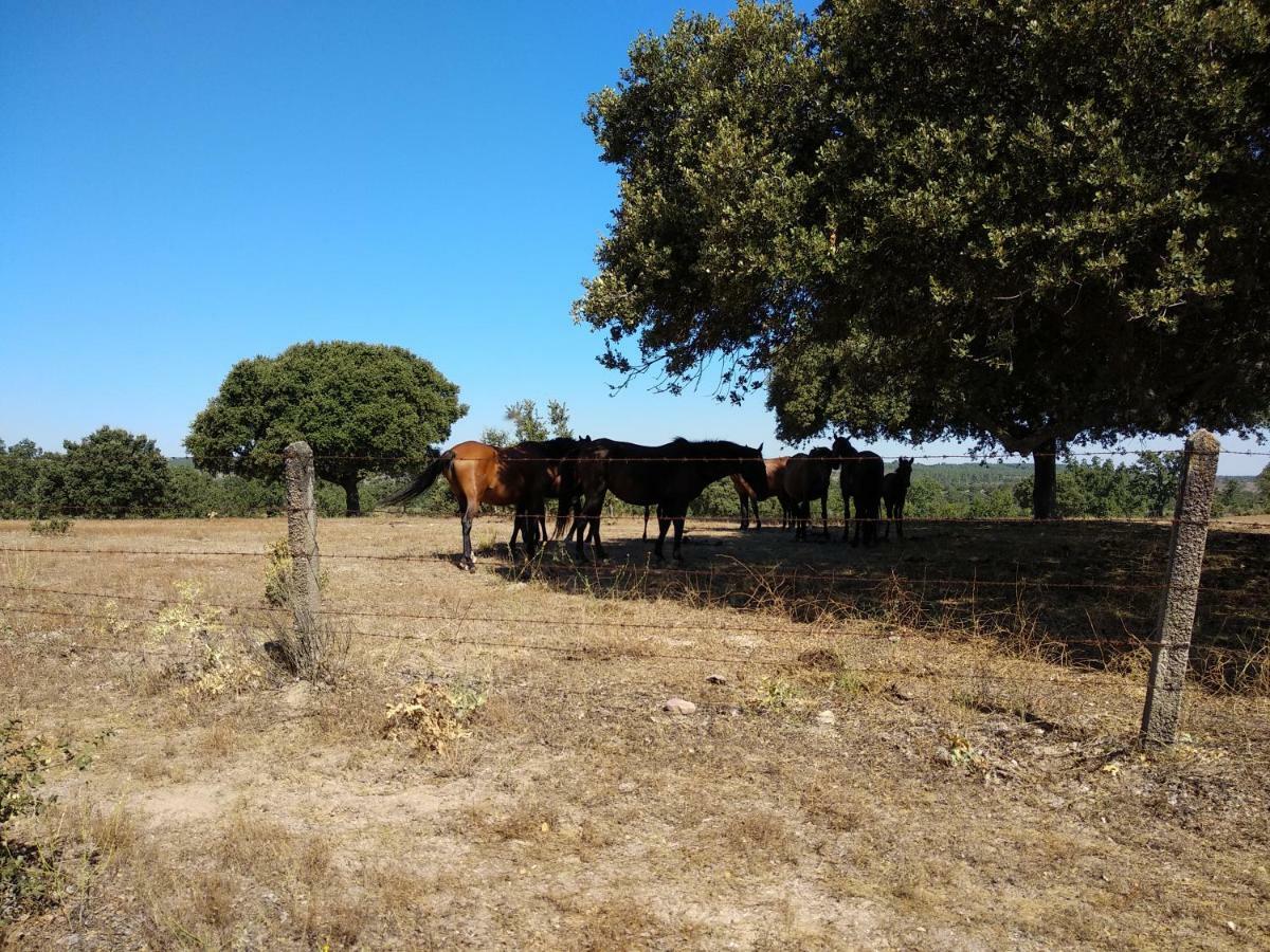 Eco-Lodge En La Reserva Privada Campanarios De Azaba - Proyecto De Conservacion Espeja 외부 사진